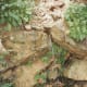 Weeping rocks