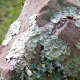 Lichens