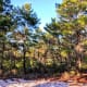 Illusion of Snow, Hobe Sound Scrub Preserve
