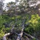 Hobe Sound Scrub Preserve, Florida