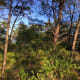 Hobe Sound Scrub Preserve, Florida
