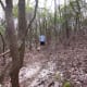 Frank Coggins Trail at Caesar's Head Mountain State Park