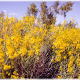 DESERT SENNA