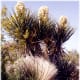 Joshua Trees are the largest of yuccas.