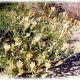 BLAZING STAR