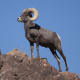 Desert Bighorn Sheep(Ovis canadensis nelsoni) in Joshua Tree National Park.