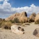 bearing-a-biblical-reference---joshua-tree-national-park