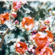 DESERT MALLOW