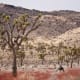 bearing-a-biblical-reference---joshua-tree-national-park