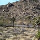 Cyclist in Joshua Tree National Park