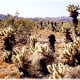 Cholla cactus garden