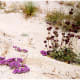 The low growing purple flowers are called PURPLE MAT. Chia is to the right.