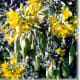 BLADDERPOD