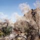 This lacy tree is nicknamed "smoke tree." Viewed from a distance, it resembles smoke rising up from the ground.