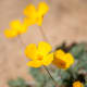Joshua Tree Poppies (Eschscholzia androuxii).