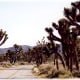 Road through a grove of Joshua Trees