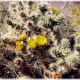 SILVER (GOLDEN) CHOLLA