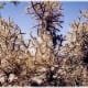 Be careful not to brush up against these cactus spines!