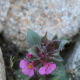 Spring flowers