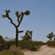 bearing-a-biblical-reference---joshua-tree-national-park
