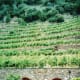Entrance to AR.PE.PE. Winery