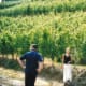 In the vineyards