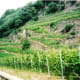 Bettini winery vineyards