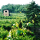 Another view of the vineyards