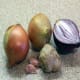 Yellow onion and ginger with red onion and garlic cloves