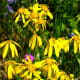 Texas wildflowers