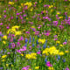 Texas wildflowers