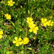 Wildflowers on the Colony Cellars Winery property
