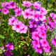 Texas wildflowers