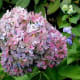 Hydrangea