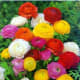 Ranunculus