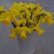 Daffodil