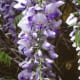 Wisteria