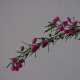 Boronia