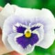 Pansy