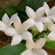Stephanotis