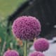 Allium