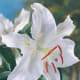 Lilies