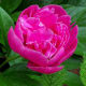 Peony