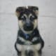 A beautiful fresh little puppy that hasn't been scarred by human training... yet.