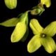 Forsythia