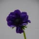 Anemone