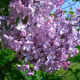 Lilac (from english-country-garden.com)