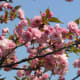 Cherry Blossom