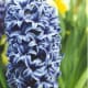 Hyacinth