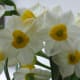 Narcissus